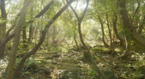 화순곶자왈생태탐방숲길