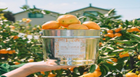 하례감귤체험농장